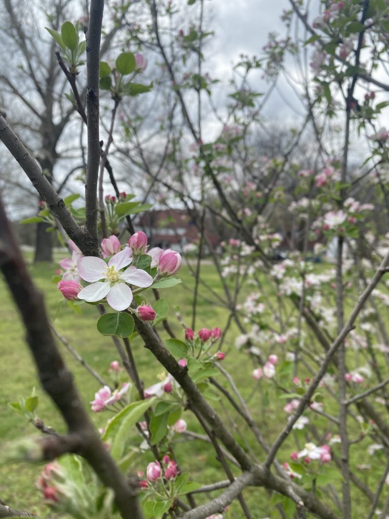 apple blossoms with the inn in the background