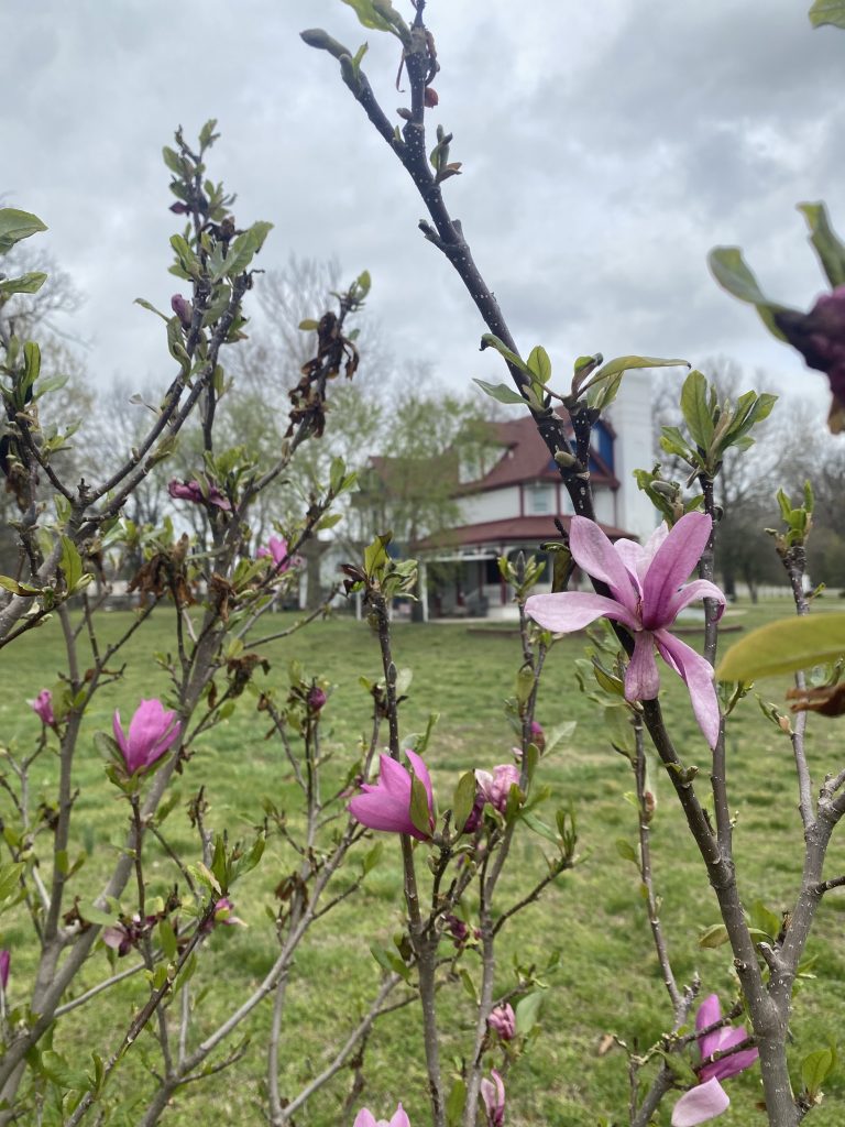 spring blossoms in the foreground with the Victorian inn in the background